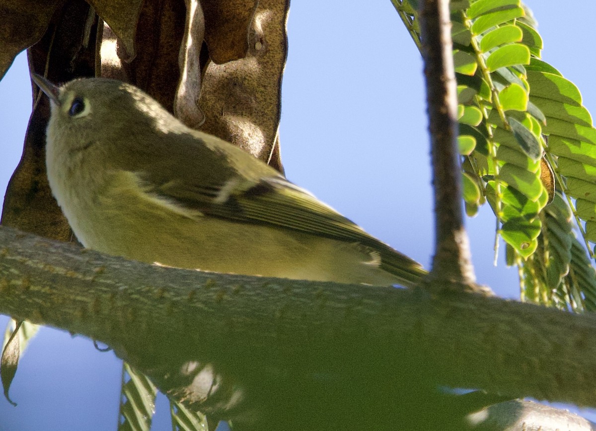 Ruby-crowned Kinglet - ML643194475