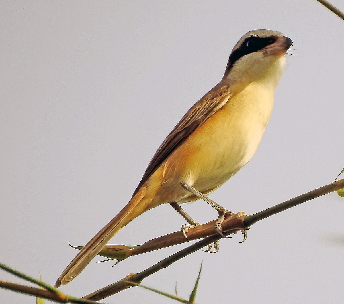 Long-tailed Shrike - ML643194476