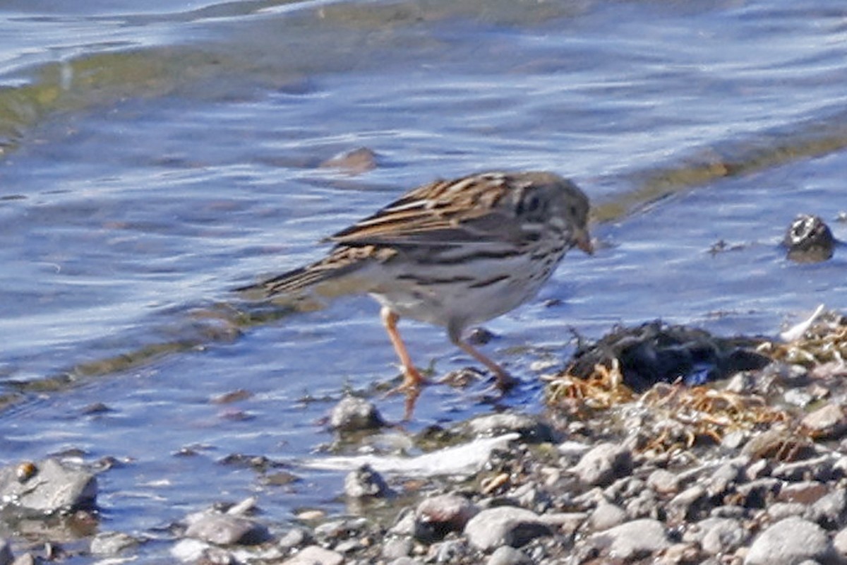 Savannah Sparrow - ML643194478