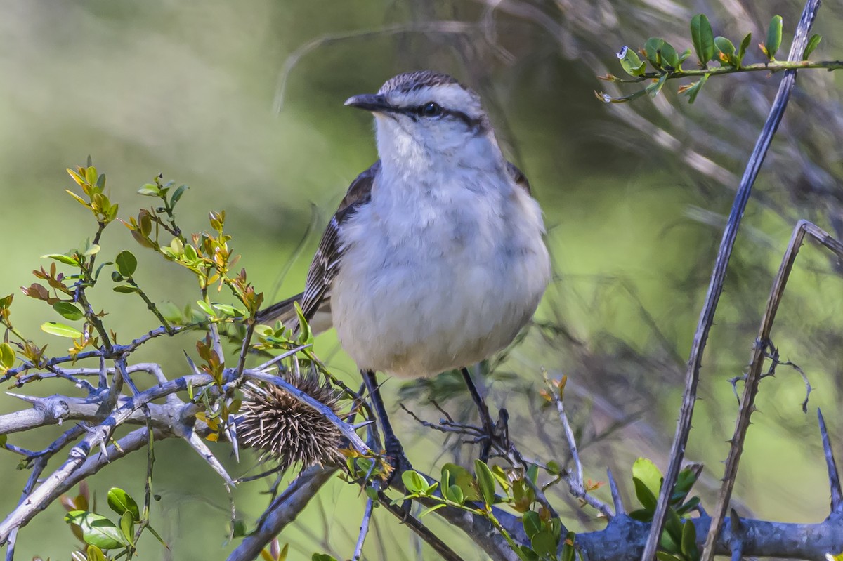 Chalk-browed Mockingbird - ML643194479
