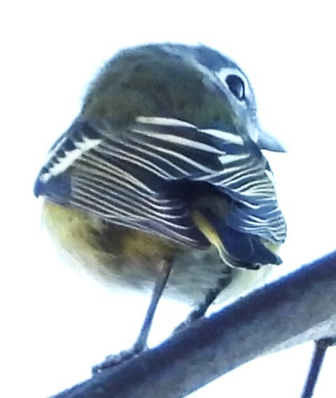 Blue-headed Vireo - ML643194483