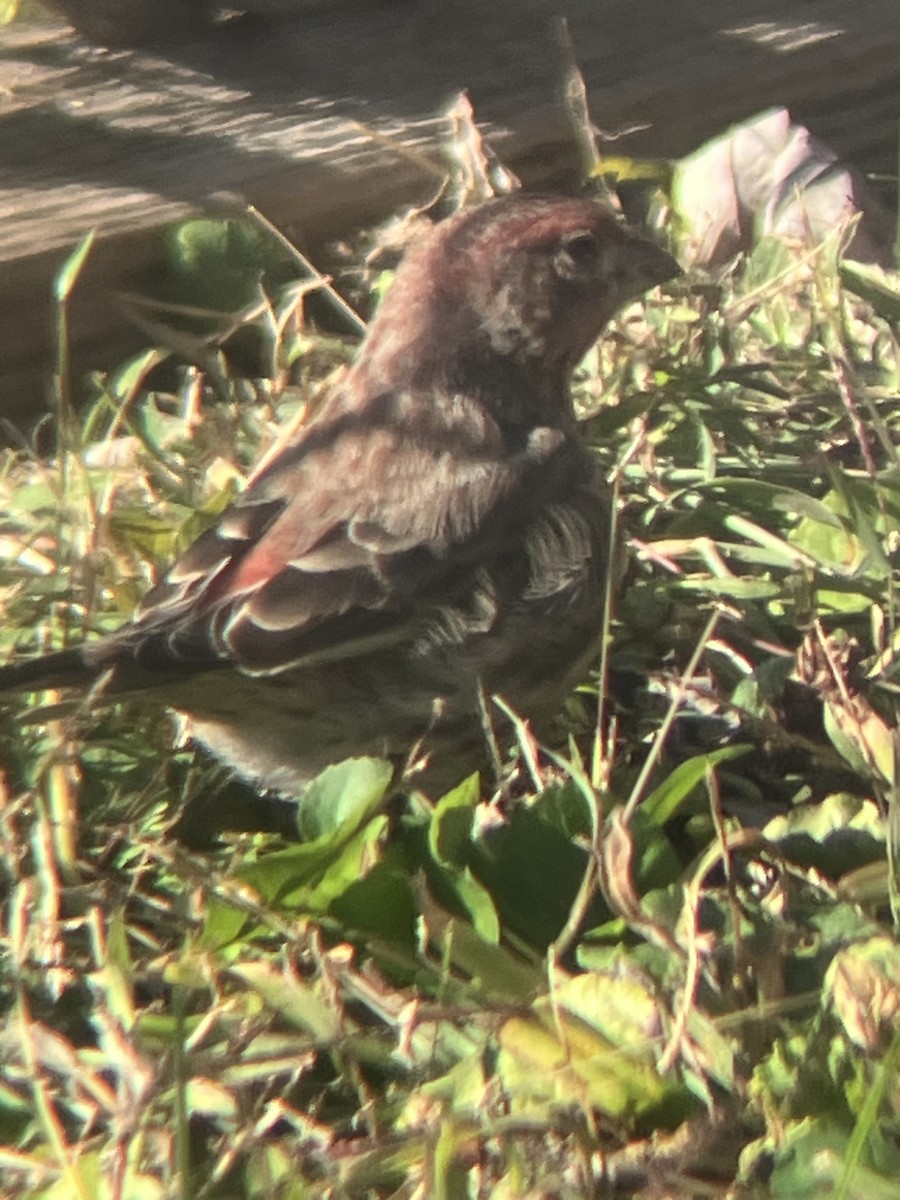 House Finch - ML643194484