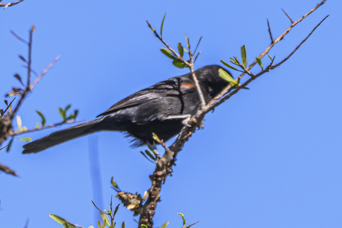 Variable Oriole - ML643194485