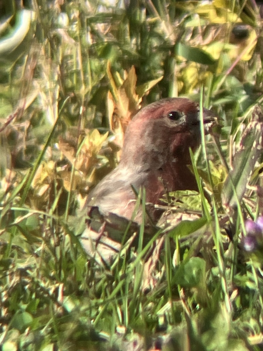 House Finch - ML643194486