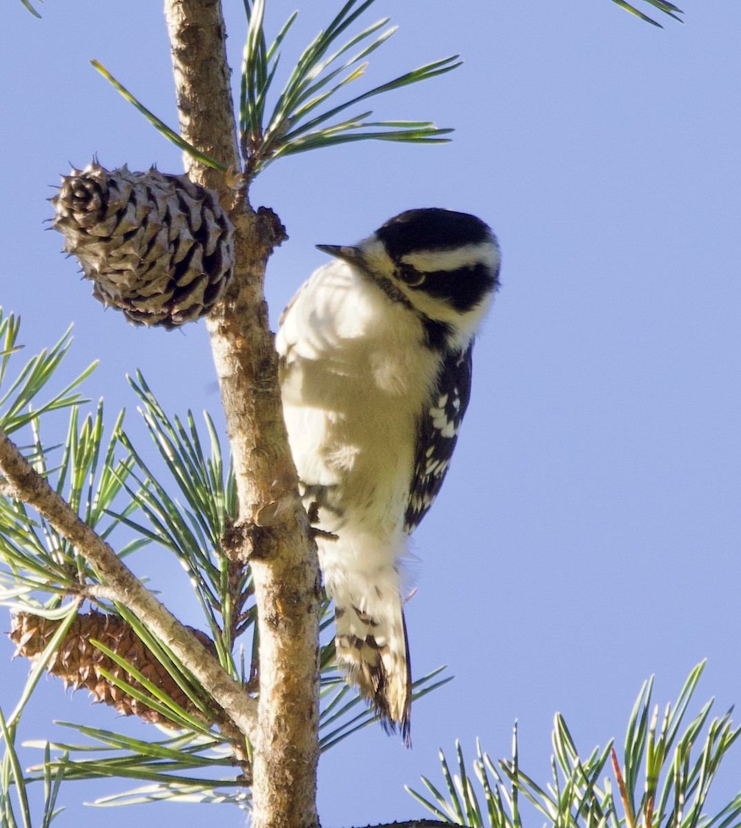 Downy Woodpecker - ML643194487