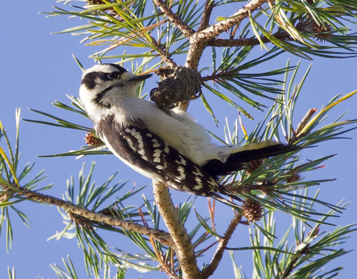 Downy Woodpecker - ML643194488