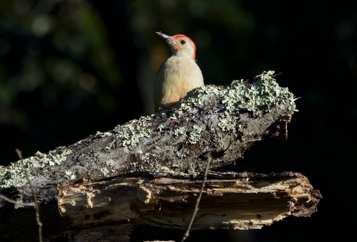 Red-bellied Woodpecker - ML643194491