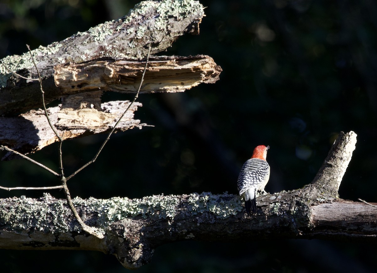 Red-bellied Woodpecker - ML643194492