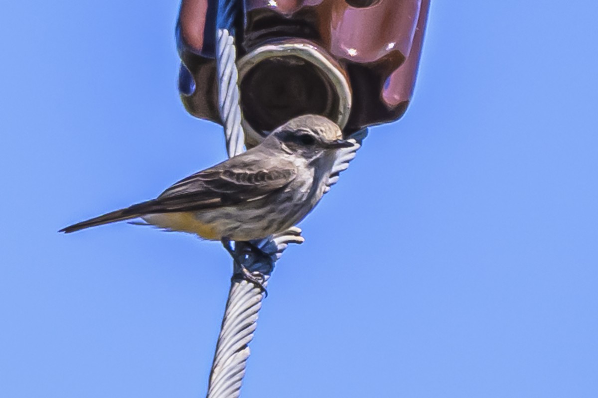 Vermilion Flycatcher - ML643194493