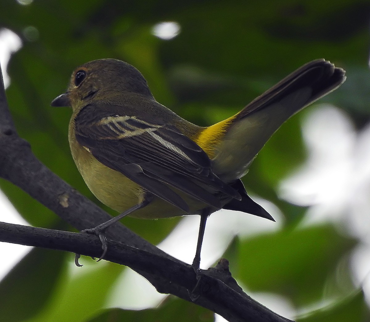 Yellow-rumped Flycatcher - ML643194494