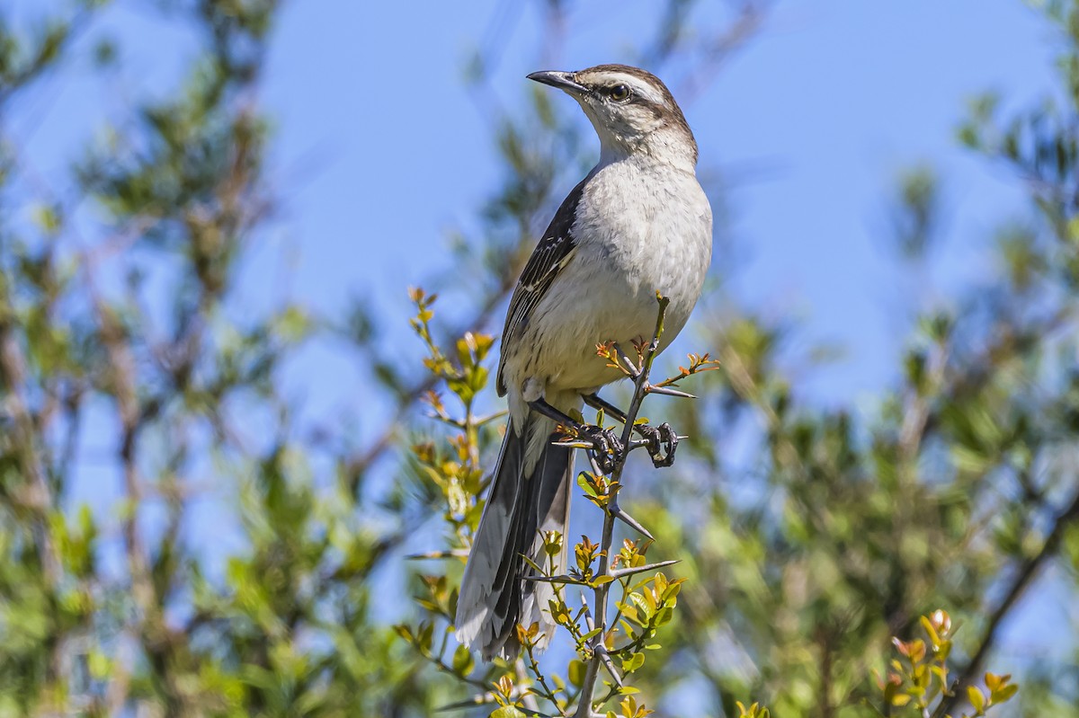 Chalk-browed Mockingbird - ML643194495