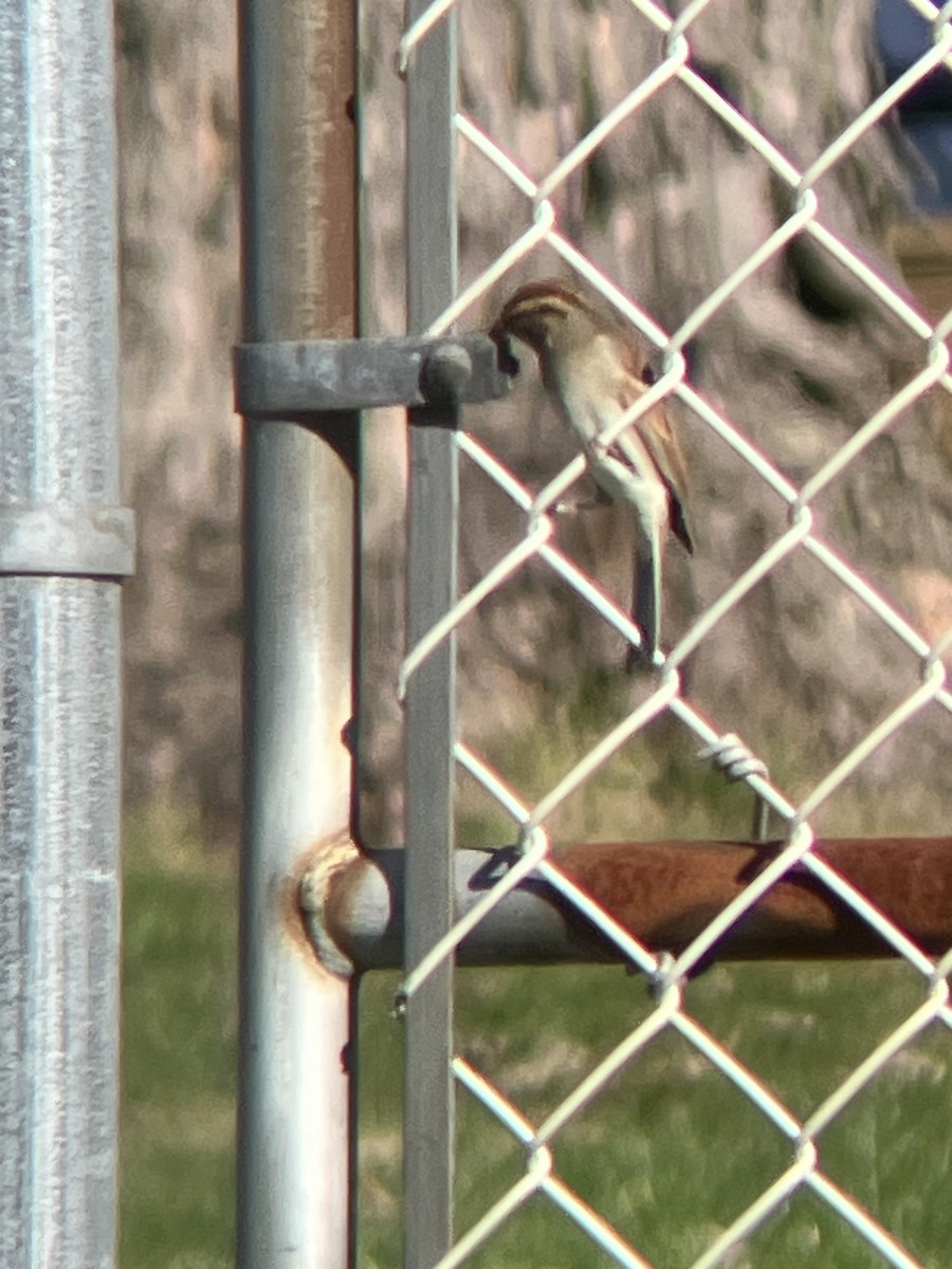 Chipping Sparrow - ML643194498