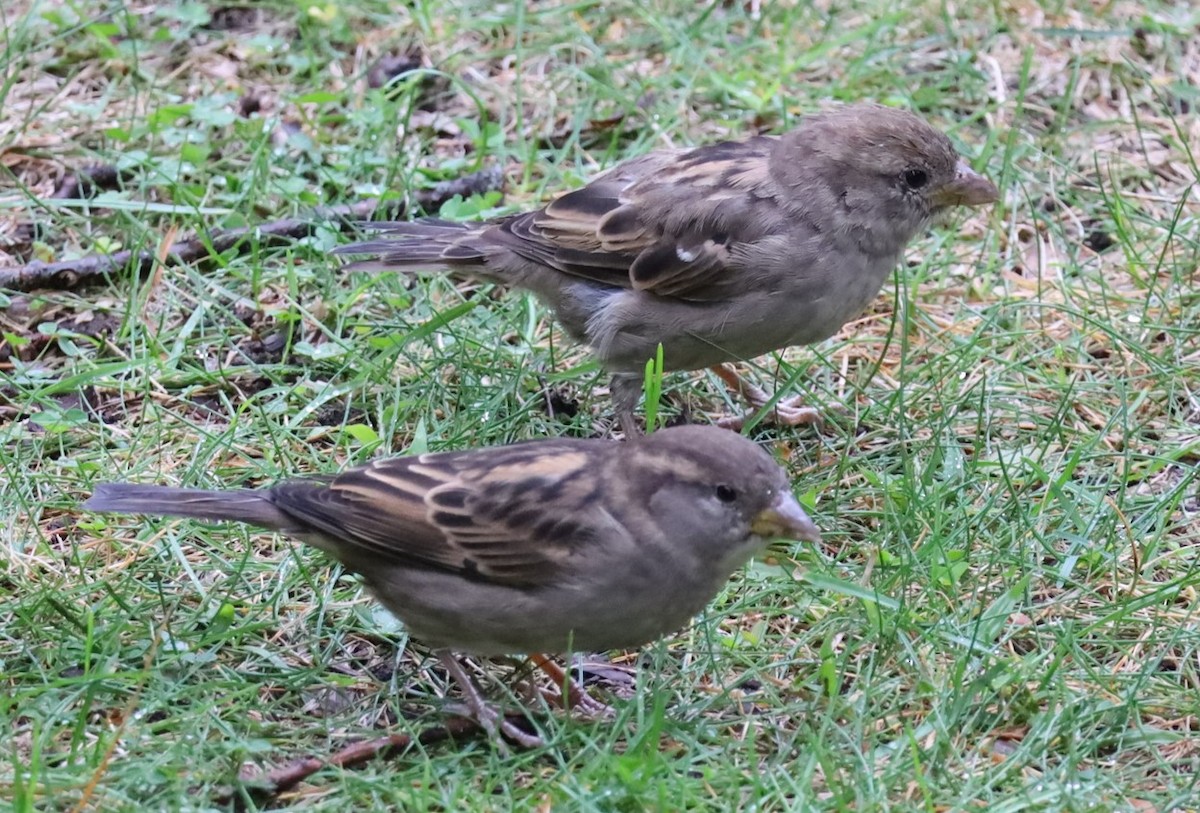 House Sparrow - ML643194506