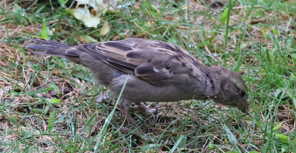 House Sparrow - ML643194507
