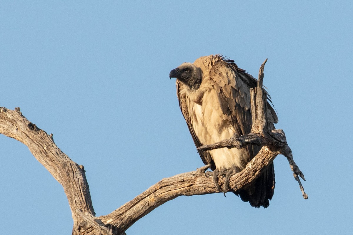 White-backed Vulture - ML643194516