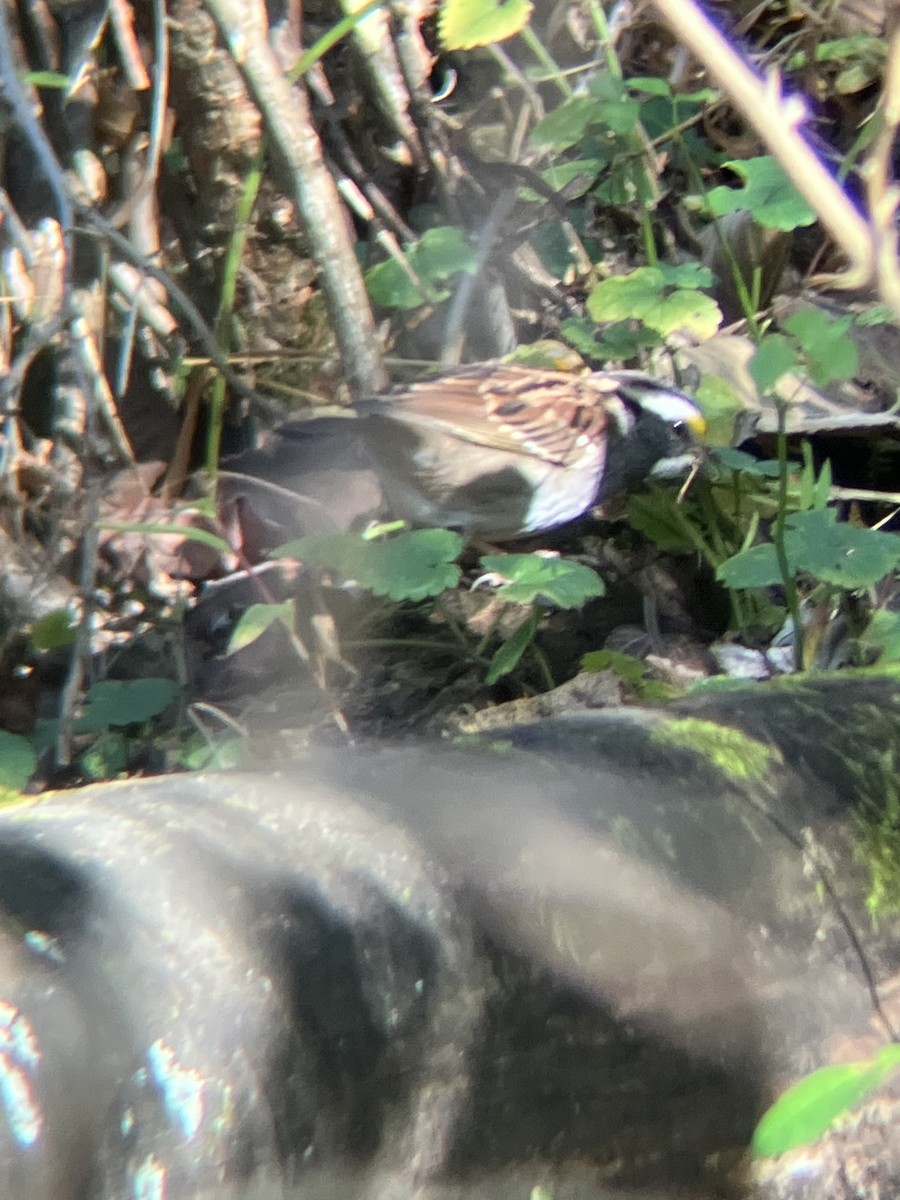 White-throated Sparrow - ML643194517