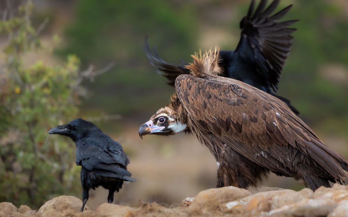 Cinereous Vulture - ML643194521