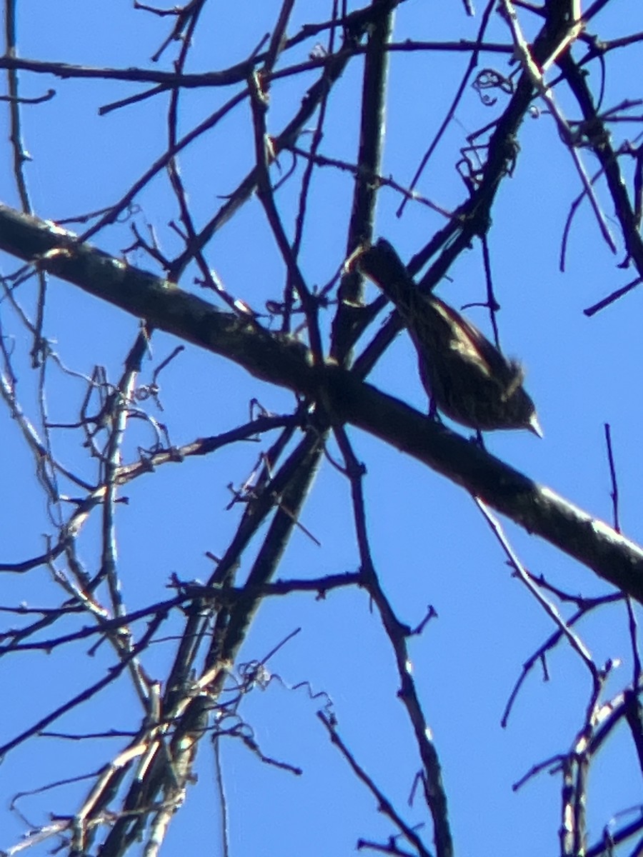 Red-winged Blackbird - ML643194524