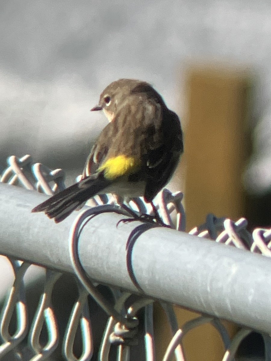 Yellow-rumped Warbler (Myrtle) - ML643194542