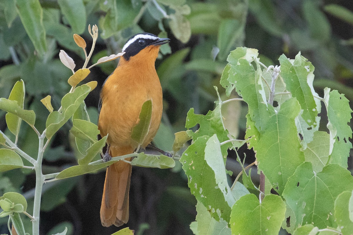 White-browed Robin-Chat - ML643194547
