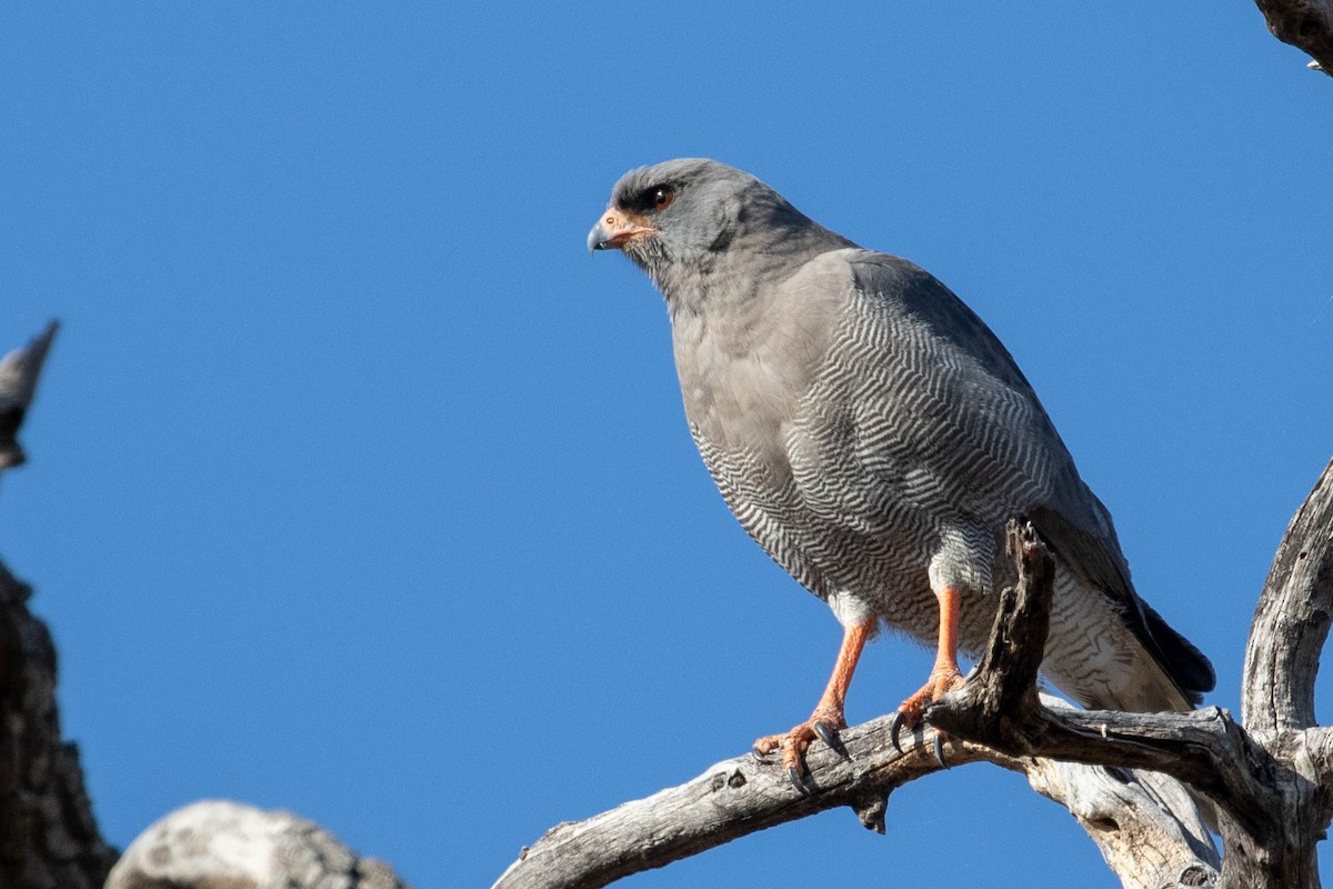Dark Chanting-Goshawk - ML643194553