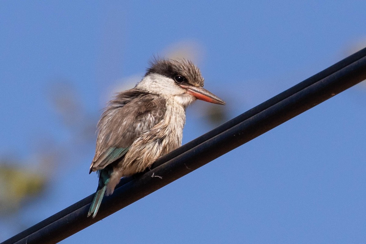 Striped Kingfisher - ML643194558