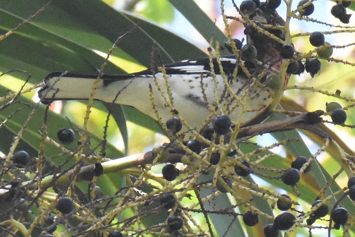 Rose-breasted Grosbeak - ML643194596