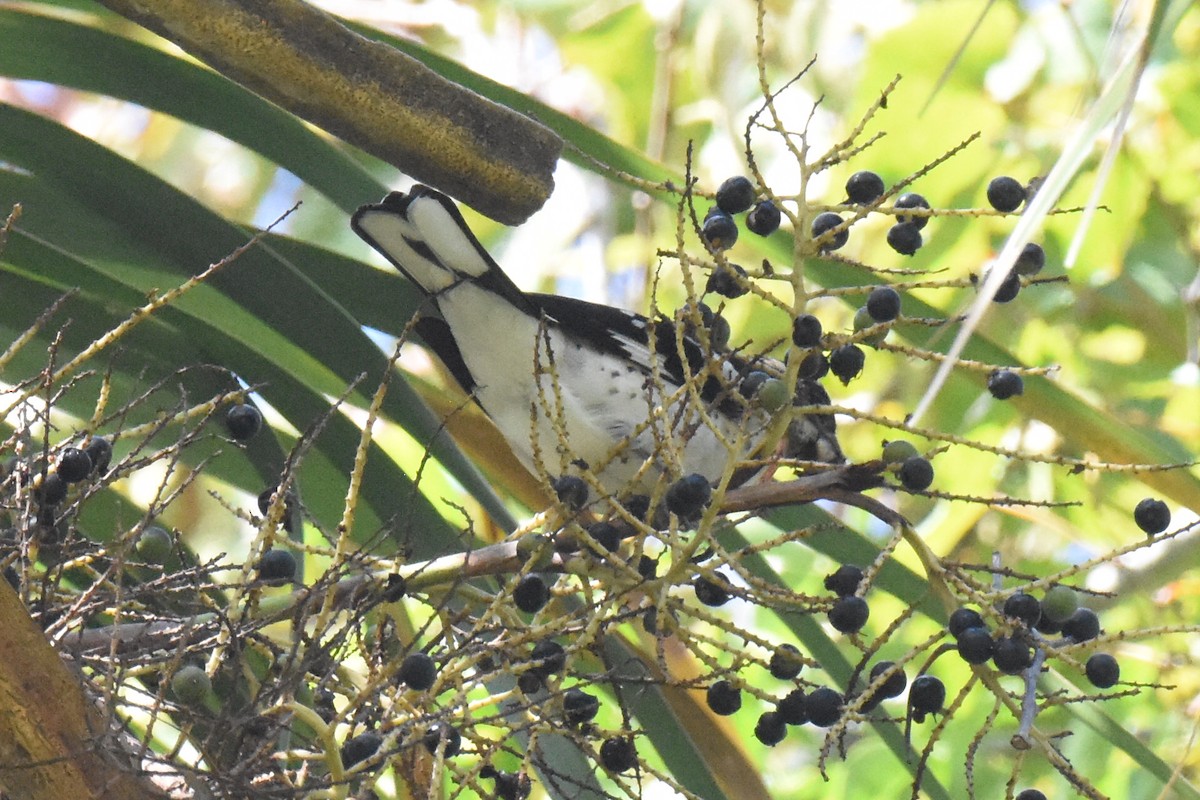 Rose-breasted Grosbeak - ML643194597