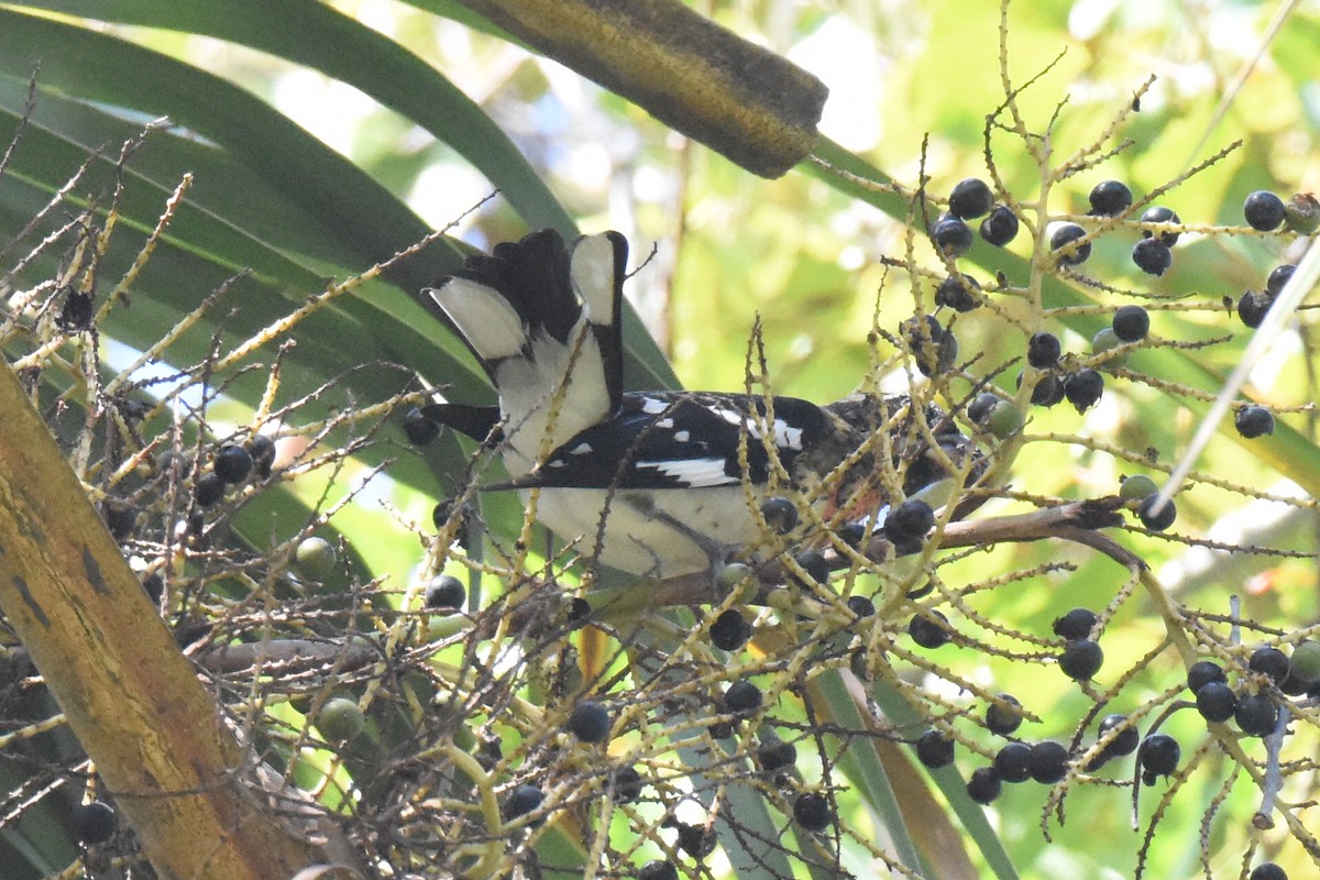 Rose-breasted Grosbeak - ML643194598