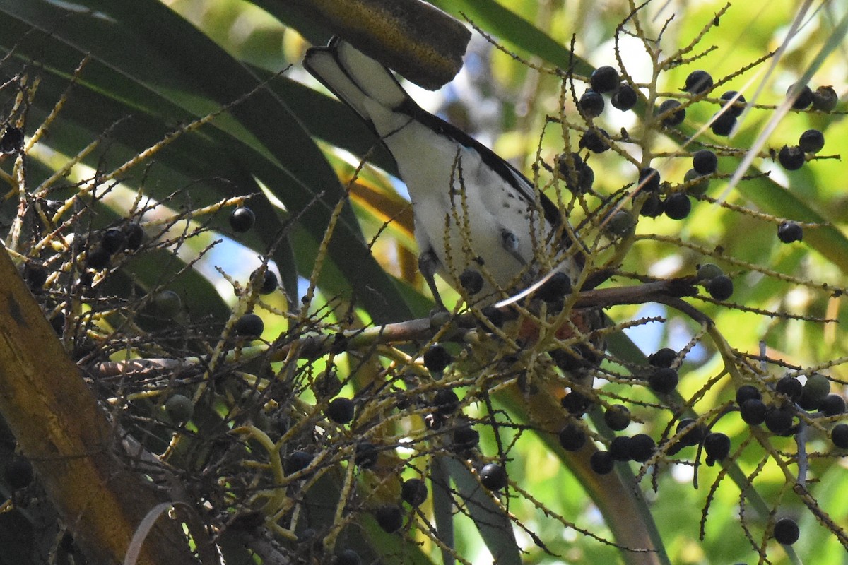 Rose-breasted Grosbeak - ML643194599