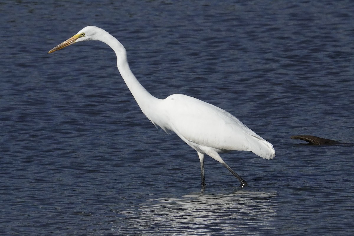 Grande Aigrette - ML643194605