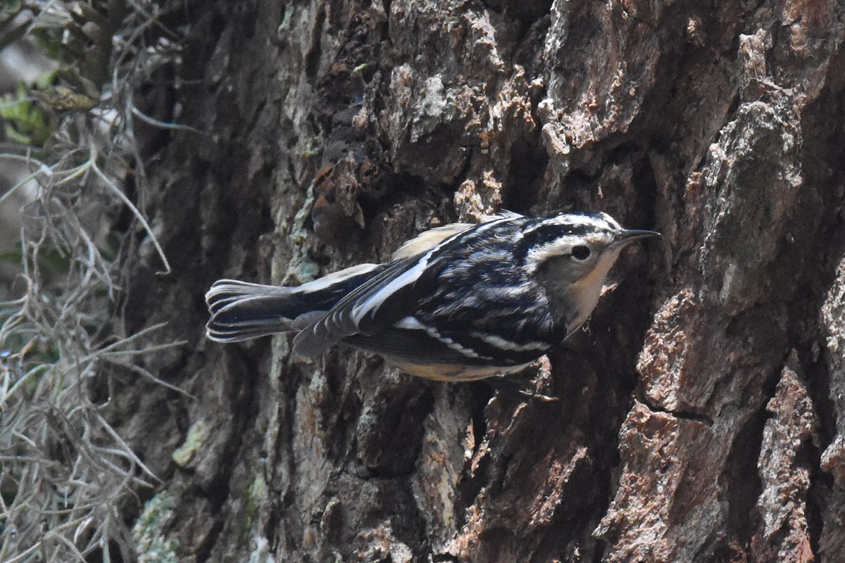 Black-and-white Warbler - ML643194620