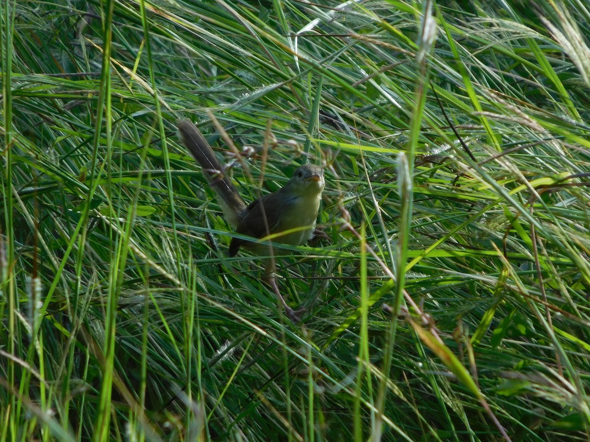 Prinia Selvática - ML643194624