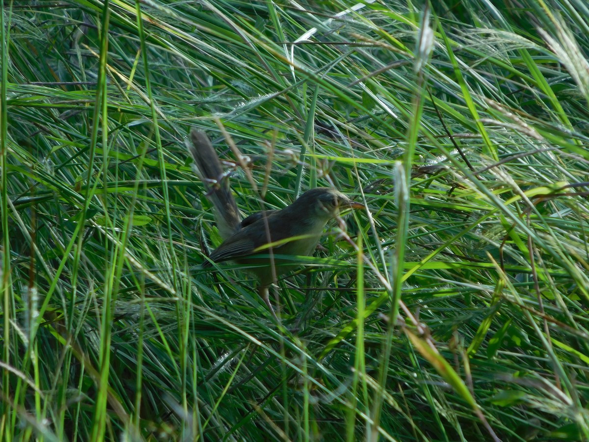 Prinia Selvática - ML643194625
