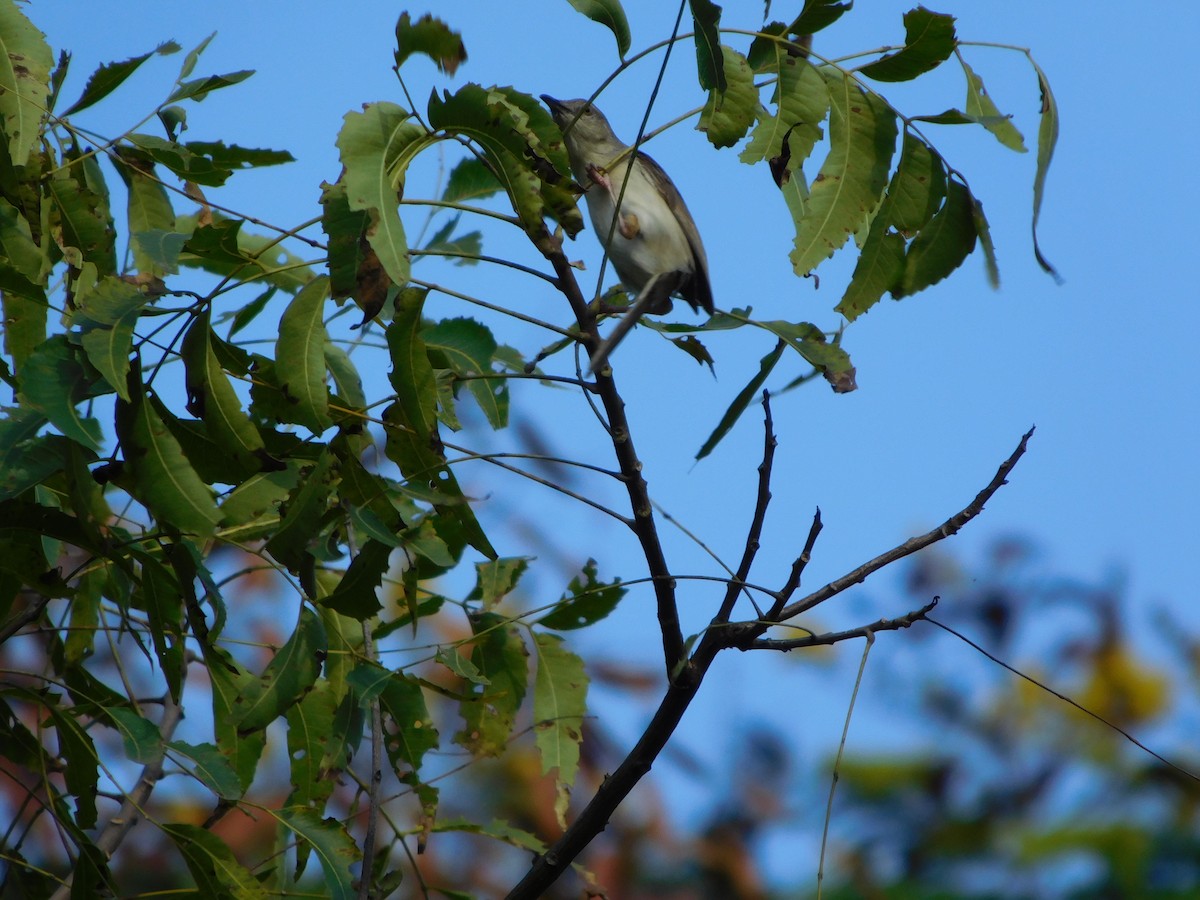 Prinia Selvática - ML643194629