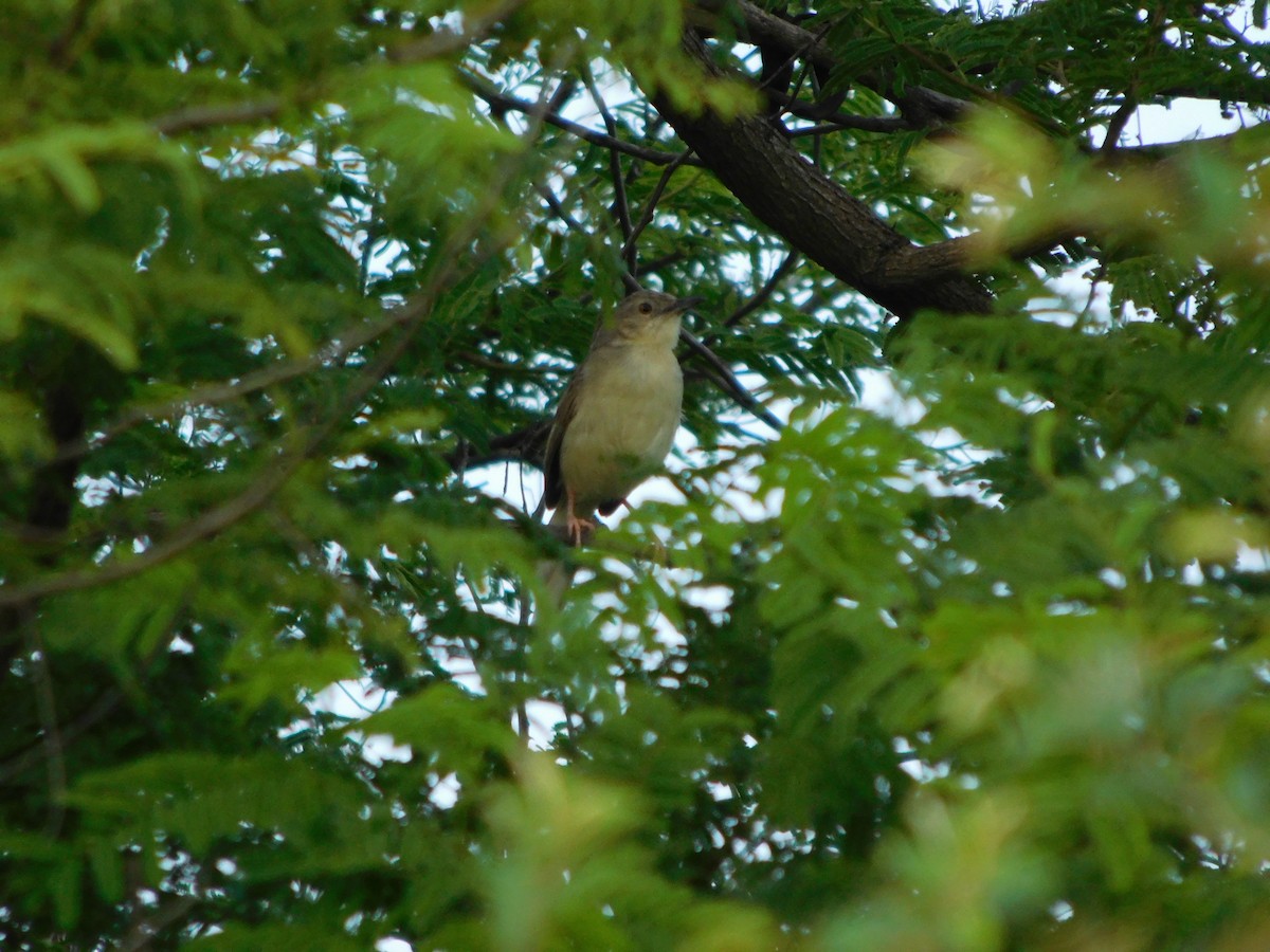 Prinia Selvática - ML643194682