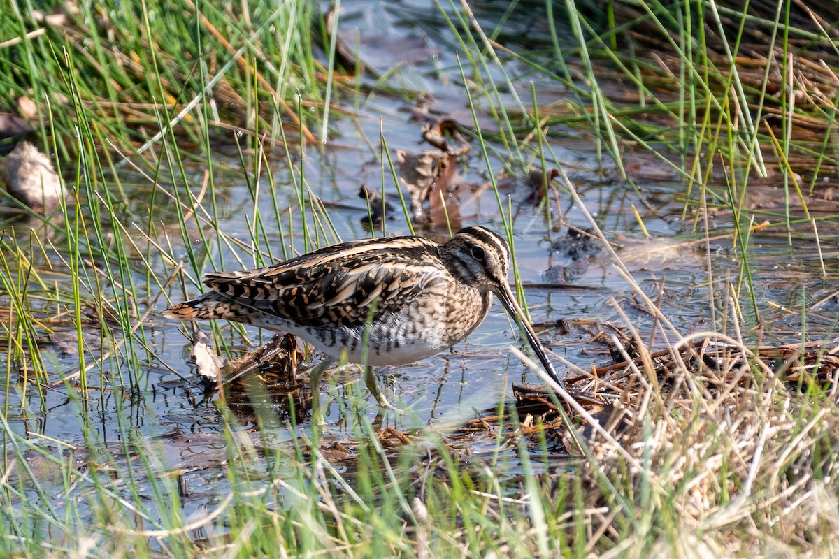 Common Snipe - ML643194692