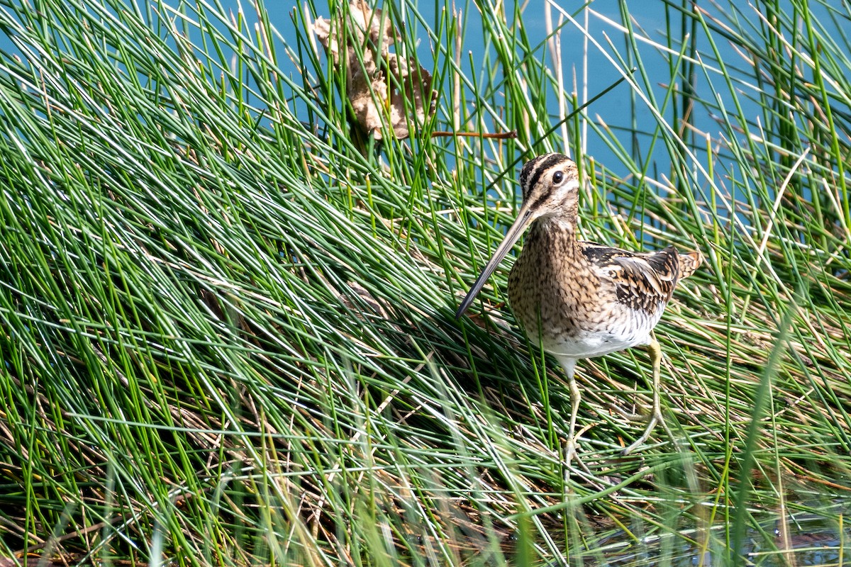 Common Snipe - ML643194693