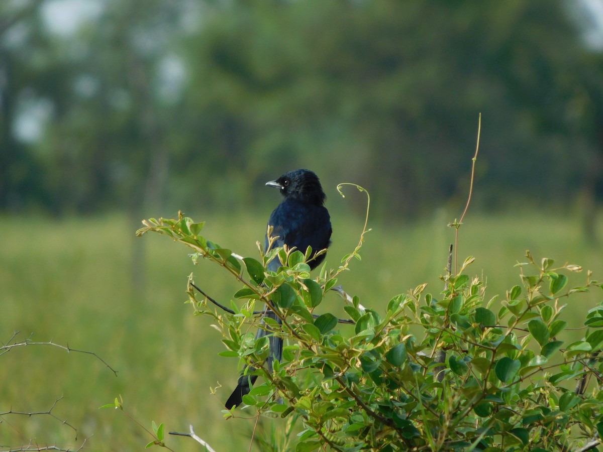 Drongo Real - ML643194695