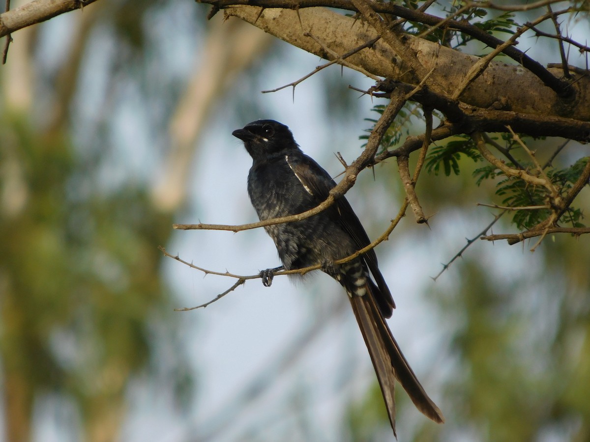 Drongo Real - ML643194696