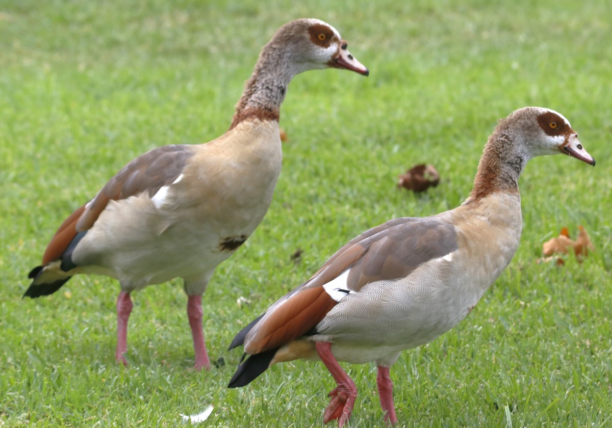Egyptian Goose - ML643194705