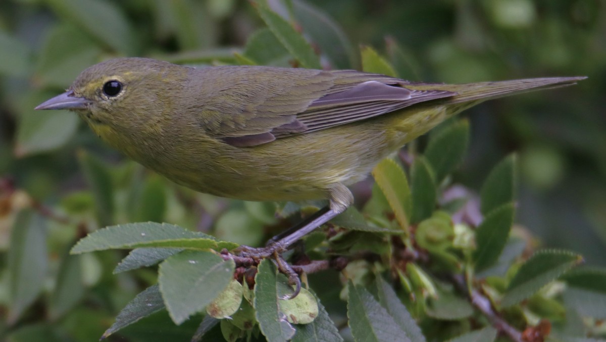 Orange-crowned Warbler - ML643194707