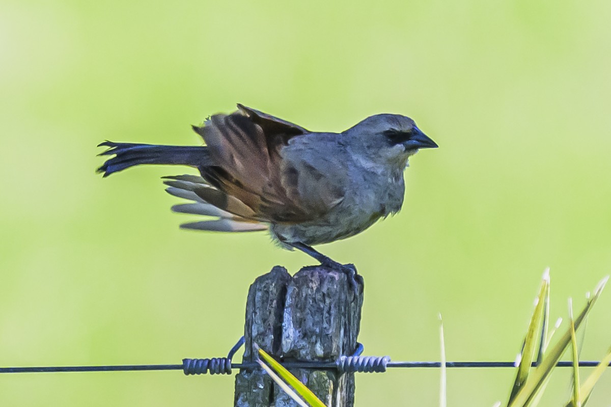 Grayish Baywing - ML643194740