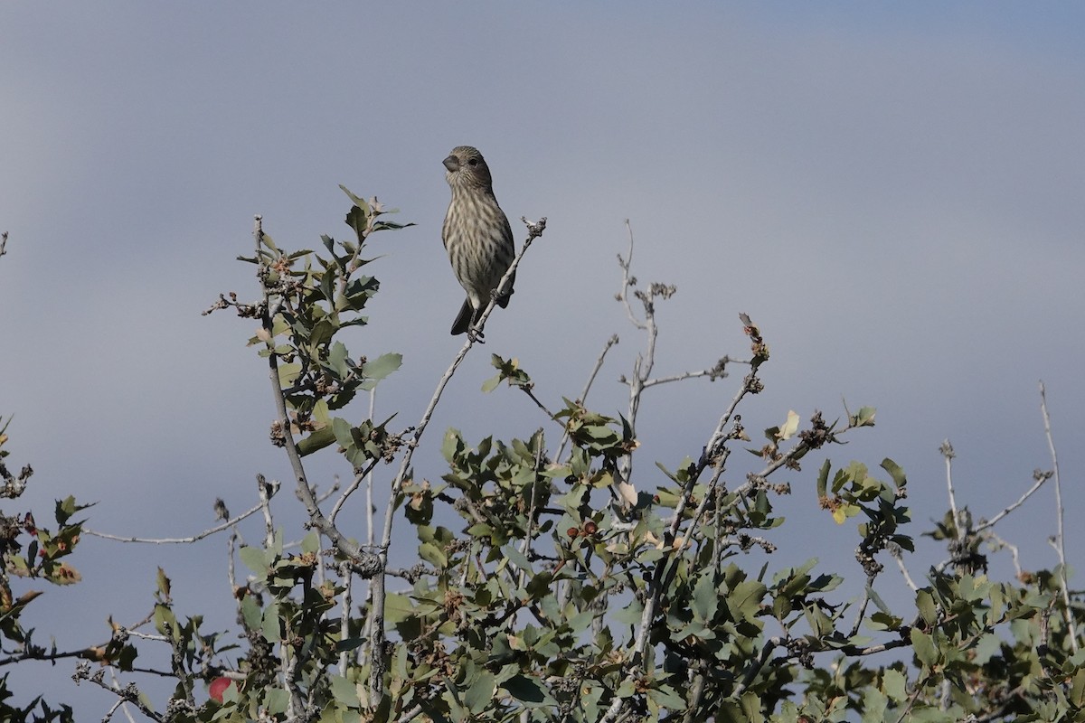 House Finch - ML643194744