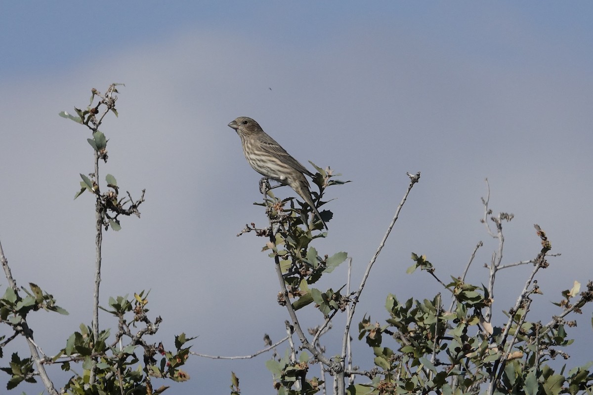 House Finch - ML643194745