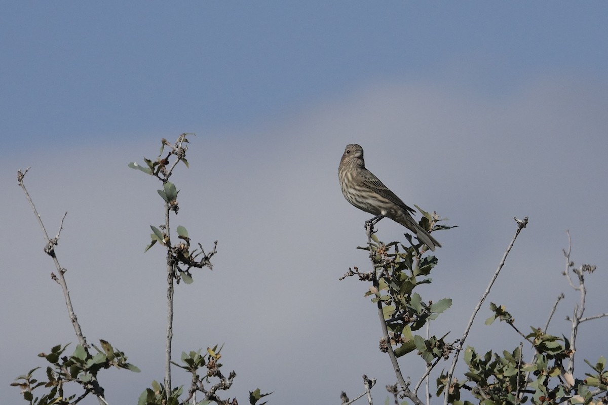 House Finch - ML643194746