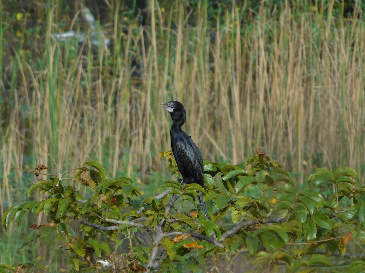 Cormorán de Java - ML643194748
