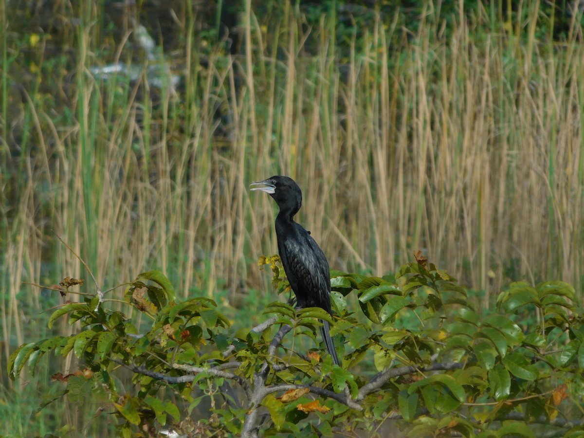 Cormorán de Java - ML643194749