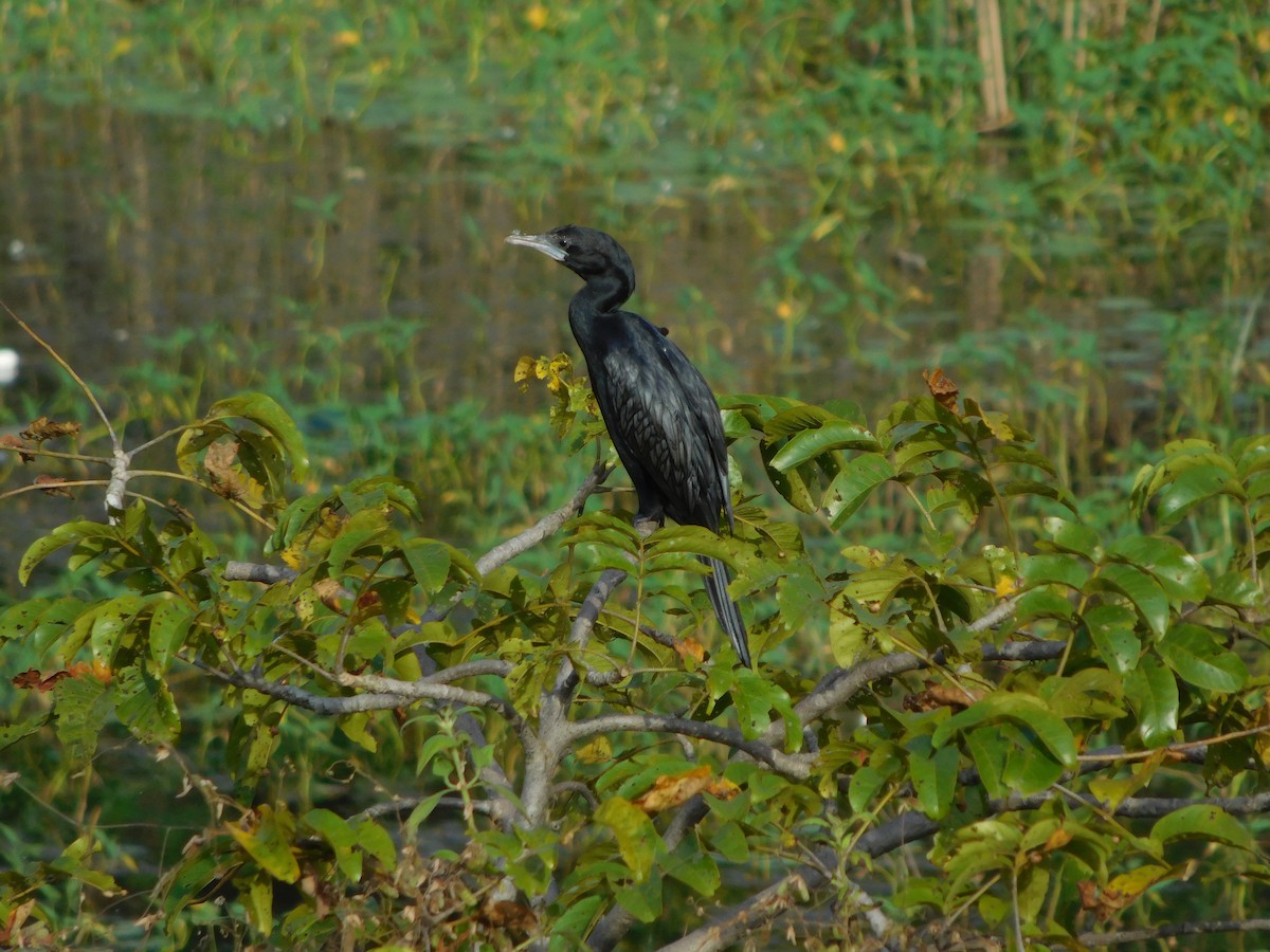 Cormorán de Java - ML643194750