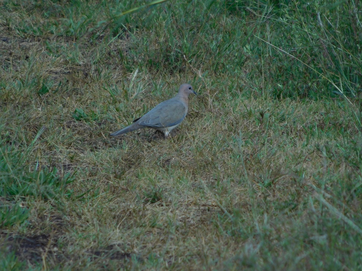 Tórtola Senegalesa - ML643194759